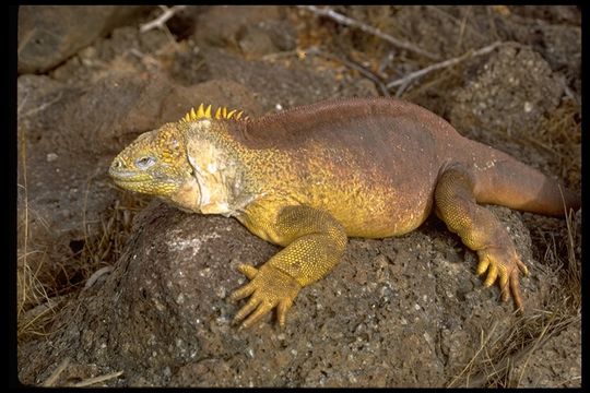 Image of Galapagos Land Iguana