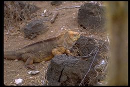 Image of Galapagos Land Iguana