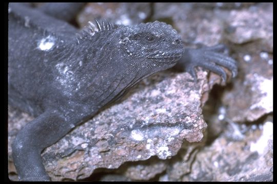 Image de Amblyrhynchus cristatus nanus Garman 1892