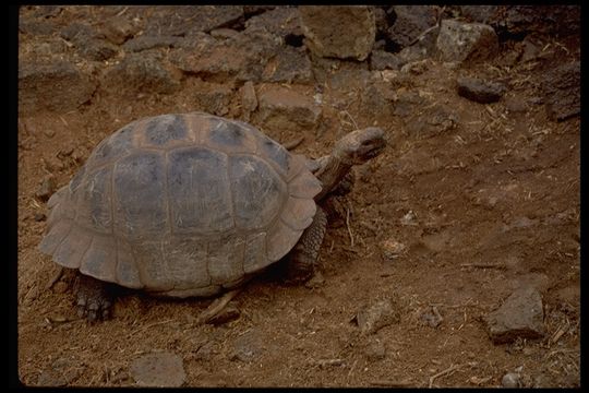 Слика од <i>Chelonoidis nigra</i>