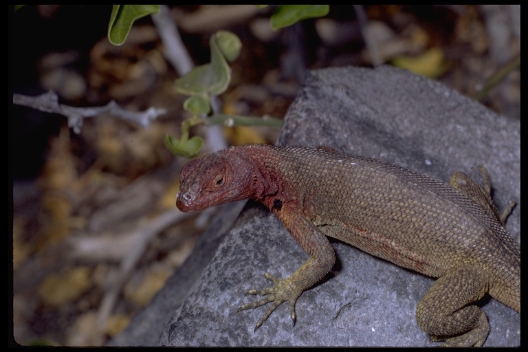 Imagem de Microlophus delanonis (Baur 1890)