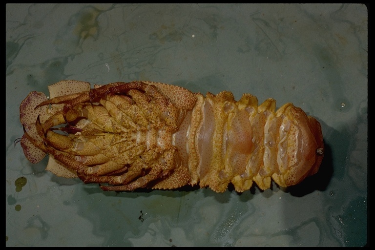 Image of Californian slipper lobster
