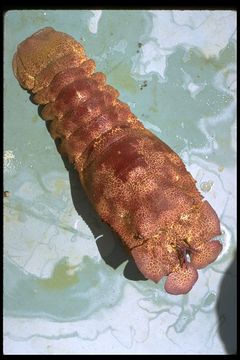 Image of Californian slipper lobster