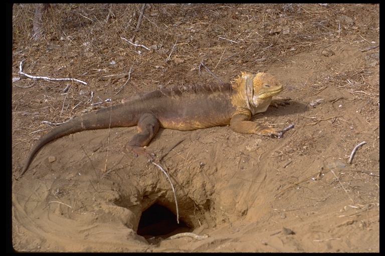 Image of Galapagos Land Iguana