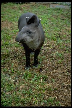 Plancia ëd Tapirus pinchaque (Roulin 1829)