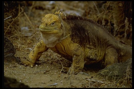 Image of Galapagos Land Iguana