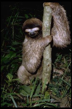 Image of Pale-throated Sloth
