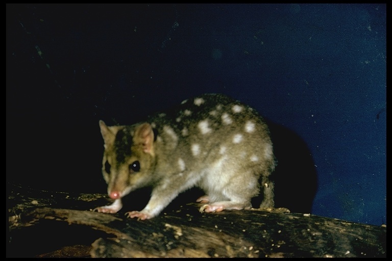 Image of Eastern Quoll