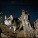 Image of quoll