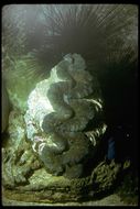Image of giant clam