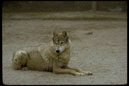 Image of gray wolf