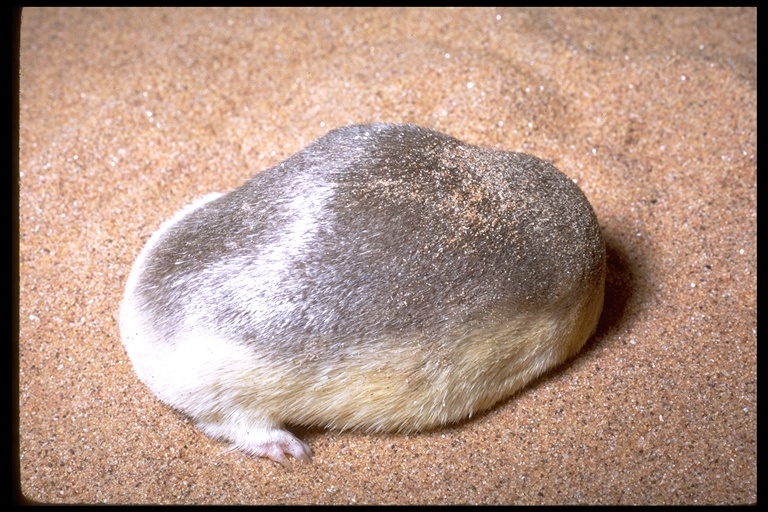 Image of Grant's Golden Mole
