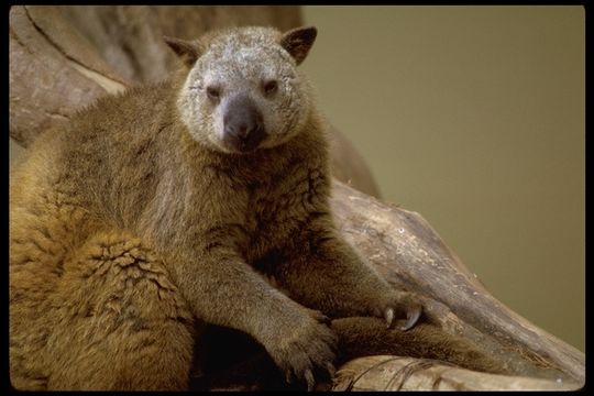 Image of Doria's Tree-kangaroo