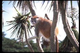 Image of patas monkey