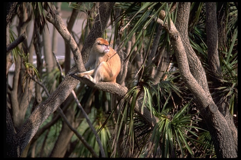 Image of patas monkey