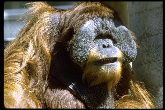 Image of Bornean orangutan