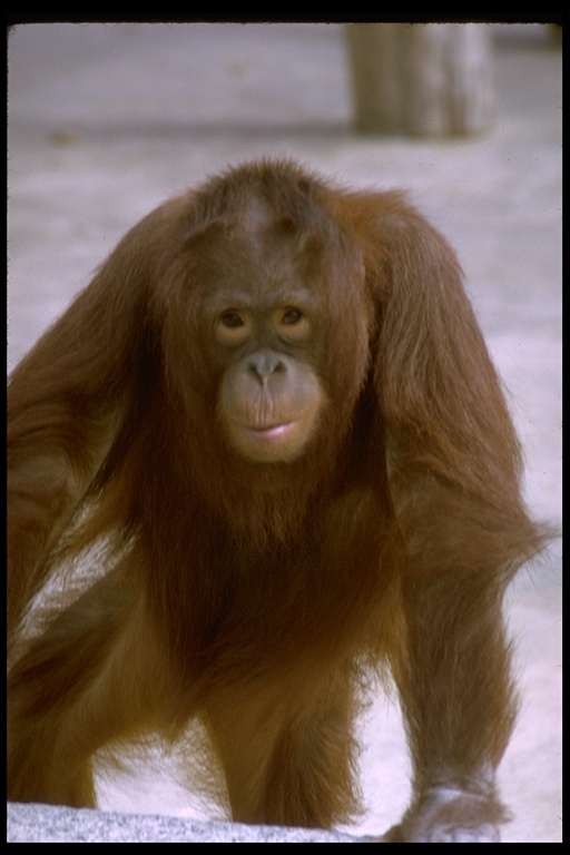 Image of Bornean orangutan