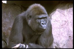 Sivun Gorilla gorilla gorilla (Savage & Wyman 1847) kuva