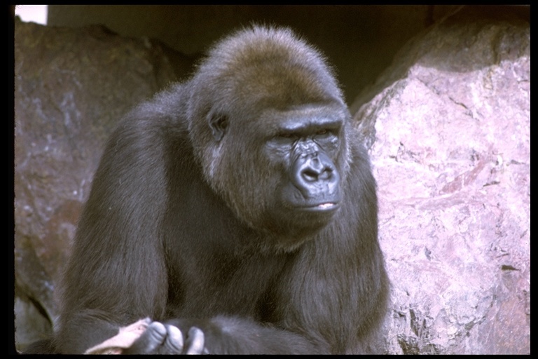 Image of Western Lowland Gorilla