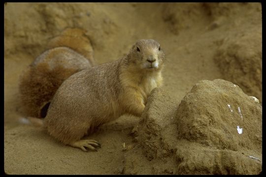 Image of prairie dogs