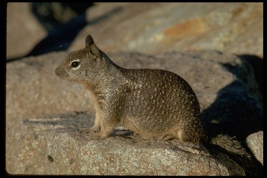 Image of California ground squirrel