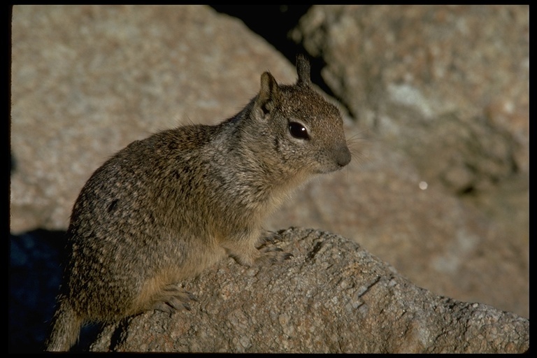 Image of California ground squirrel