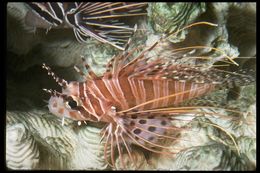 Image de poisson-scorpion à antennes