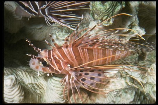 Image of Broadbarred firefish