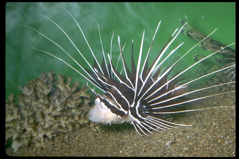 Image of Pterois