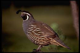 Image of California Quail