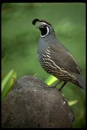 Image of California Quail