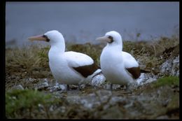 Image of Nazca Booby