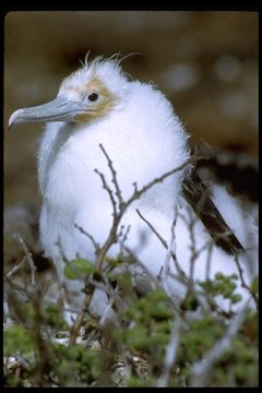 Image of Great Frigatebird