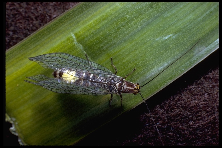 Image of lacewings and relatives