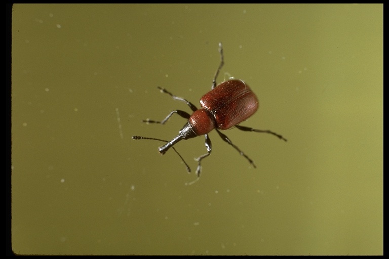 Image of weevils