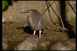 Butorides virescens (Linnaeus 1758) resmi