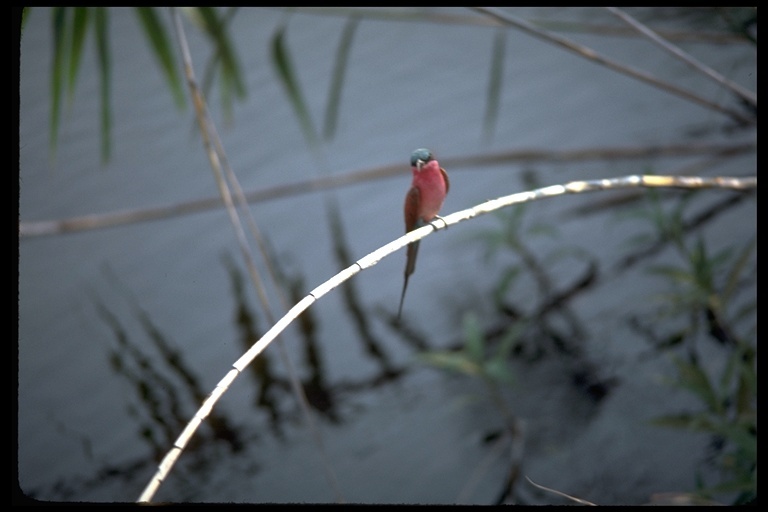 Image of Southern Carmine Bee-eater