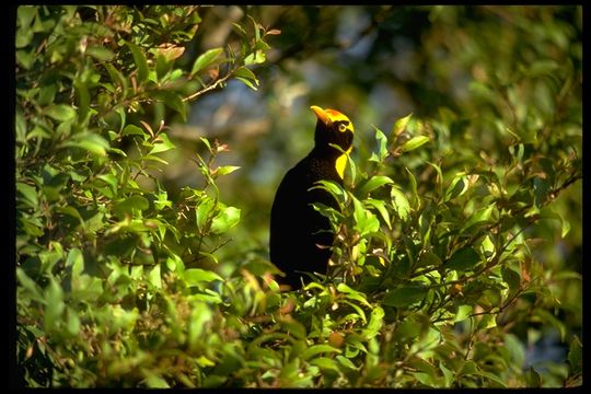 Sericulus chrysocephalus (Lewin 1808) resmi