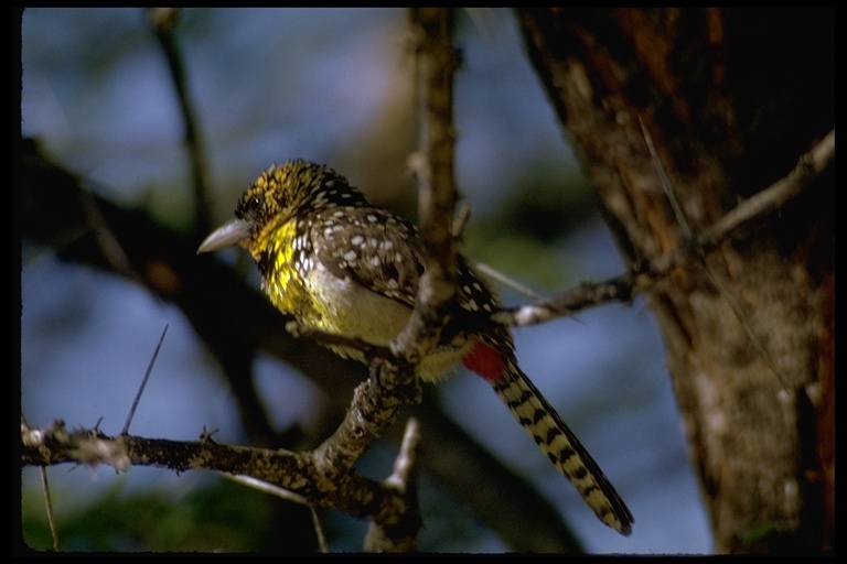 Image of Red-and-yellow Barbet