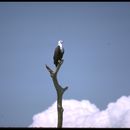 Image of African Fish Eagle