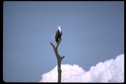 Image of African Fish Eagle