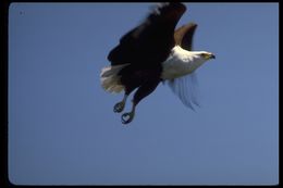 Image of African Fish Eagle