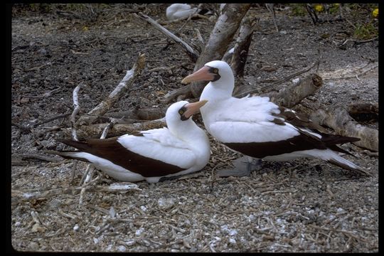 Image of Nazca Booby