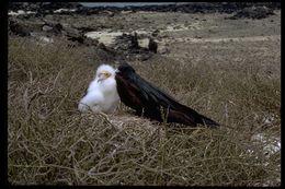 Image of Great Frigatebird