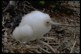 Image of Great Frigatebird