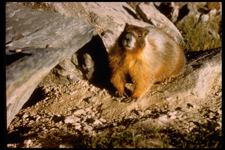 Imagem de Marmota flaviventris (Audubon & Bachman 1841)