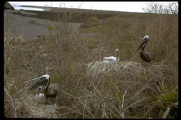 Image of Pelecanus occidentalis urinator Wetmore 1945