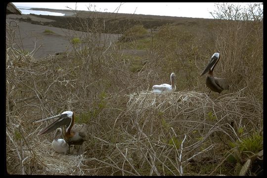 Image of Pelecanus occidentalis urinator Wetmore 1945