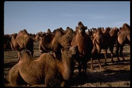 Image of Bactrian camel