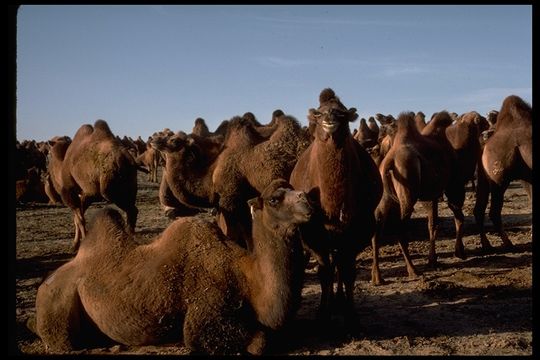 Image of Bactrian camel